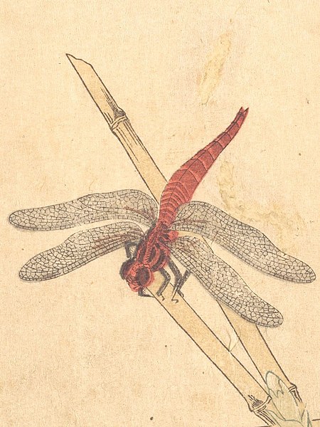 File Red Dragonfly Art Of Japan 17 画本虫撰 赤蜻蛉 いなこ Red Dragonfly Akatonbo Locust Inago From The Picture Book Of Crawling Creatures Ehon Mushi Erami Met Dp Cropped Jpg Wikimedia Commons