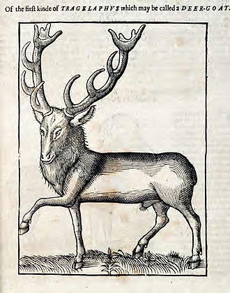 The tragelaphus or deer-goat ReindeerTOP.jpg