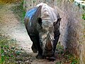 2011-03-26T13:08:53Z : user:Flickr upload bot : File:Rhinoceros at Mysore Zoo.jpg