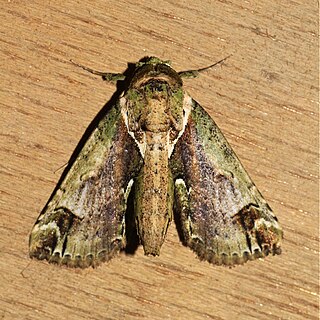 <i>Risoba basalis</i> Species of moth
