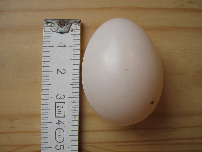 Файл:Rock dove egg.jpeg