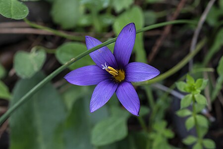 Romulea_tempskyana