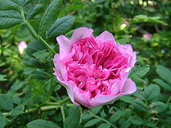 Rosa roxburghii.JPG