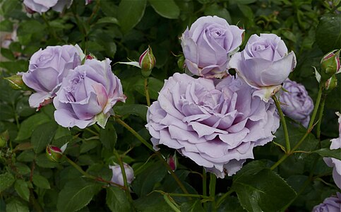 Violette Rose 'Novalis' im Doblhoffpark Baden