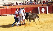 Miniatura para Roscaderos (tauromaquia)