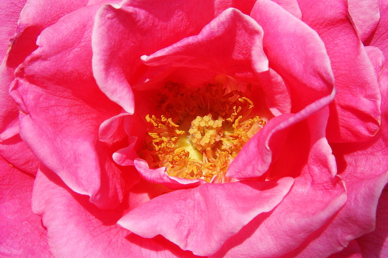 File:Rose-1319.jpg