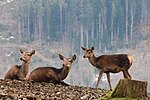 Wildpark Feldkirch