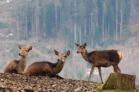 Rotwild, Cervus elaphus 06