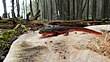 Rough-Skinned Newt.JPG