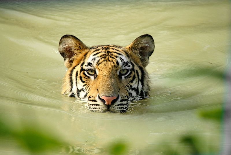 File:Royal Bengal tiger in water.jpg