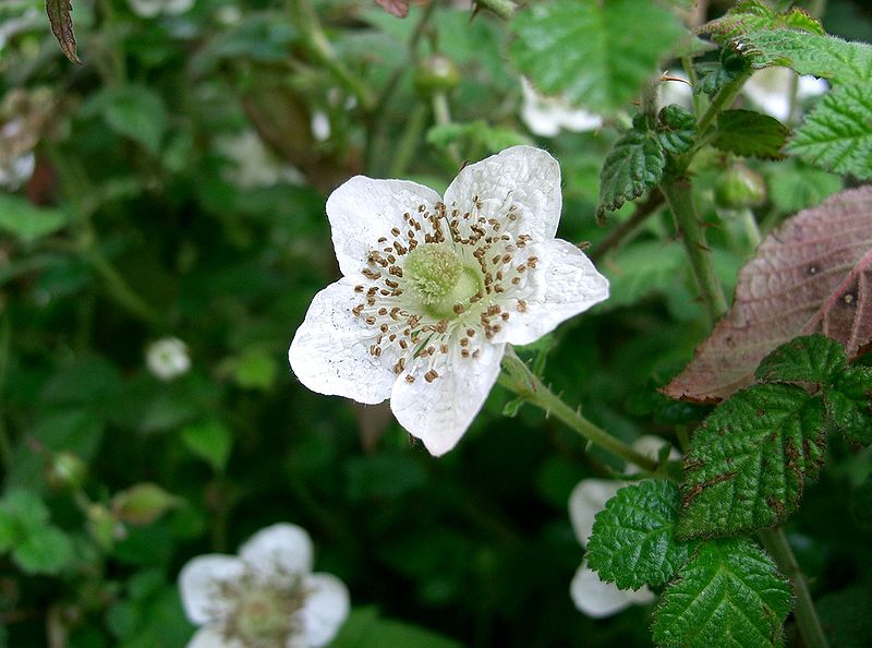 File:Rubus hirsutus5.jpg