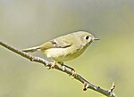 Thumbnail for File:Ruby-crowned Kinglet 4667m.jpg