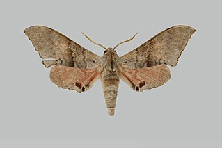 <i>Rufoclanis jansei</i> Species of moth