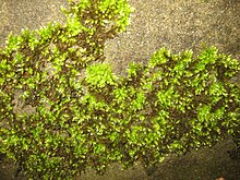Ruhland, Grenzstr. 3, Gemeines Kurzbüchsenmoos (Brachythecium rutabulum) im Garten, musim Dingin, 04.jpg
