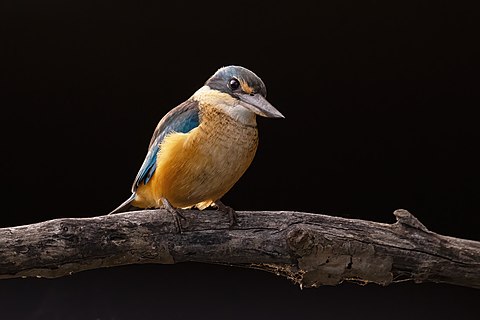 Sacred kingfisher