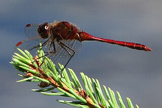 <i>Sympetrum costiferum</i> Species of dragonfly