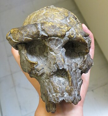 Sahelanthropus tchadensis (Toumaï)