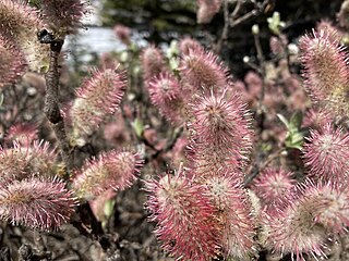 <i>Salix barrattiana</i> Species of flowering plant