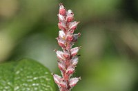 Regelmatige bloem, geen kelk- en kroonbladen (Salix reticulata)