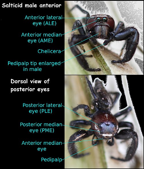 Salticidae male anterior and dorsal aspects, showing positions of eyes