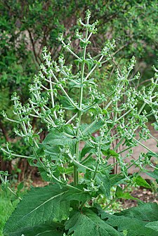 Salvia aethiopis jd alp 0.jpg