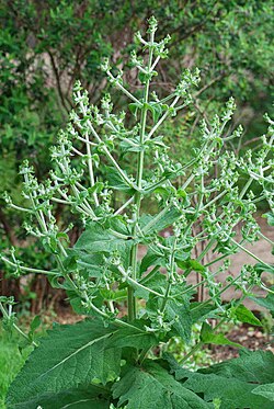 Salvia hispanica