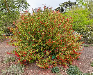<i>Salvia gesneriflora</i> Species of shrub