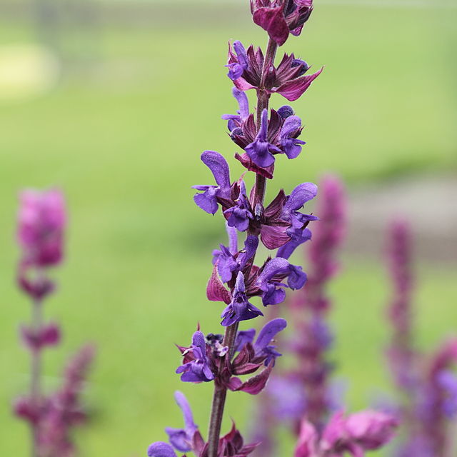 Salvia nemorosa - Wikipedia