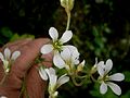 Saxifraga granulata flowers