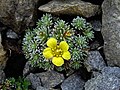 Saxifraga ×geuderi 'Eulenspiegel'