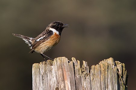 Saxicola rubicola (European Stonechat)