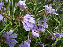 Scaevola oxyclona.jpg