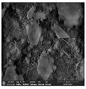 Scanning electron microscopy of mortar glass powder (10%) which seems to have fibre-like structure