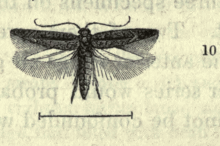 <i>Scrobipalpa instabilella</i> Species of moth