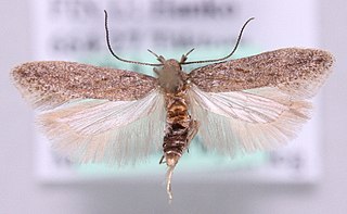 <i>Scrobipalpa nitentella</i> Species of moth