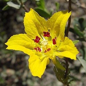 Scyphanthus stenocarpus