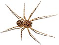 Scytodes thoracica2 (aka).jpg