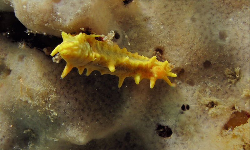 File:Sea Cucumber (Pentacta lutea) (8501929257).jpg
