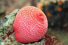 Tentacles retracted Seeanemone.jpg