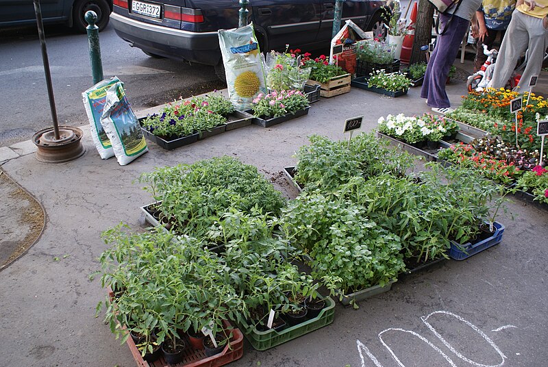 File:Seedlings in Budapest.JPG