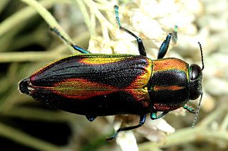 <i>Selagis</i> genus of insects