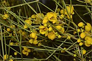 Senna artemisioides subsp. filifolia.jpg