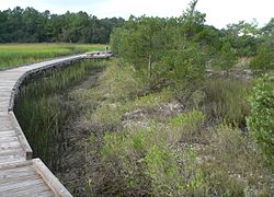 Sewee Shell Ring, located south of Awendaw, South Carolina in Francis Marion National Forest Sewee Shell Ring SE 1.jpg