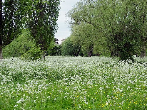 Sheep's Green, City of Cambridge - geograph.org.uk - 4474136.jpg