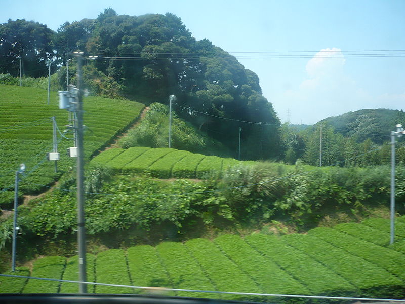 File:Shizuokachabatake.jpg