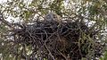 Short-toed snake eagle in its nest.jpg