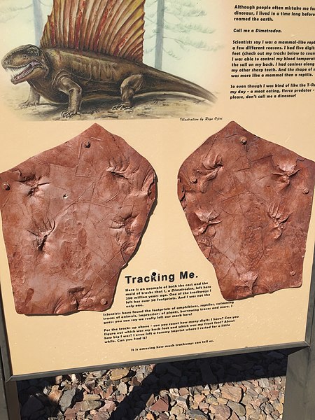 File:Sign showing possible reptile who made footprints and copies of footprints at Prehistoric Trackways National Monument.jpg