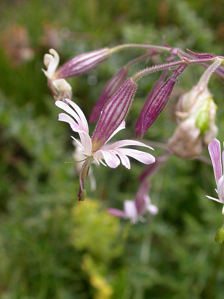 File:Silene nutans2.JPG