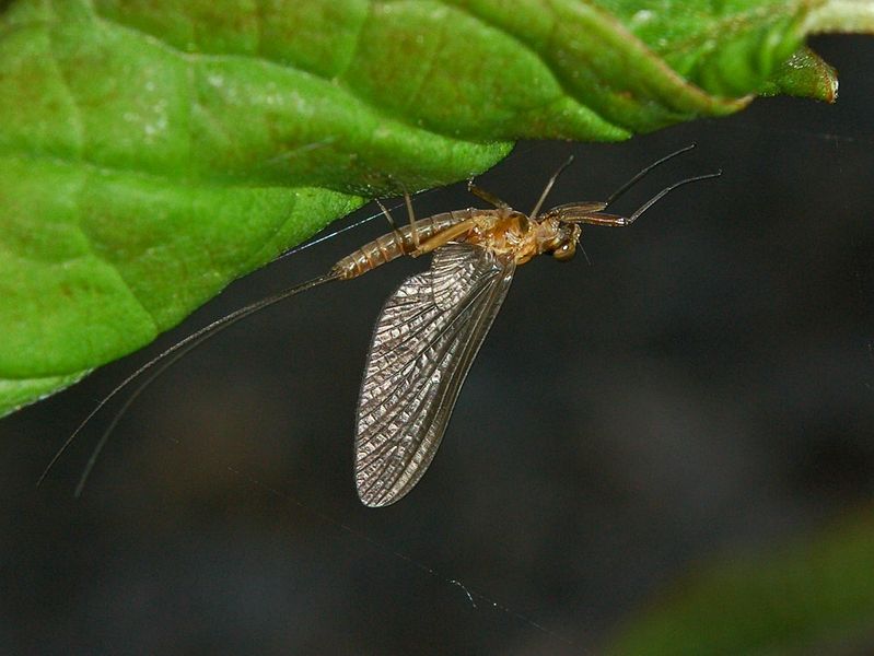 File:Siphlonuridae - Siphlonurus lacustris.JPG