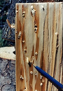 Red-streakiness and wood wasp larvae in pinewood, infested by A. areolatum Sirex noctilio galleries with larvae and ballpoint pen.jpg